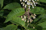 Poke milkweed